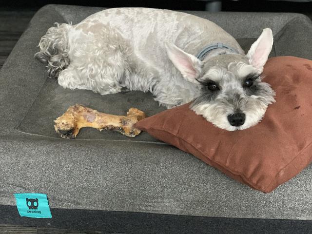 饥荒狗牙阵出马找到小飞虫