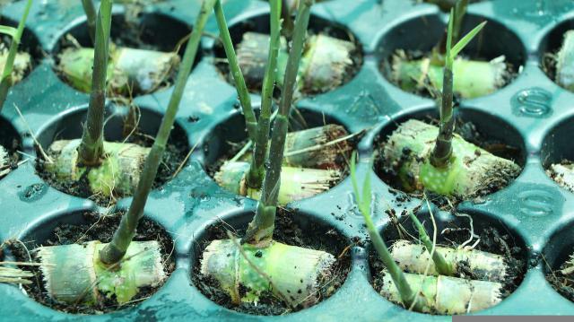 我的世界高效率甘蔗种植机制作教程