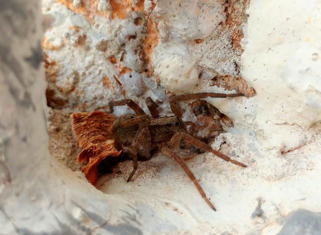 上古：爱国，手游不再沉默