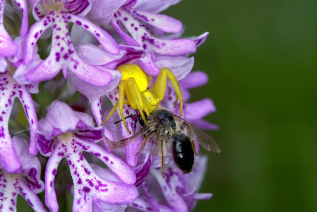 指尖刀塔秀你一脸 蜘蛛打野要意识