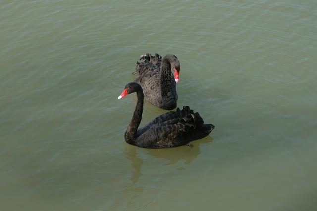 神雕侠侣手游最后能做的只是默默陪伴 神雕侠侣手游最后能做的只是默默陪伴