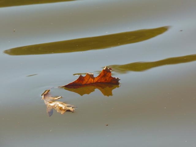 部落冲突初九三石野猪破中强九