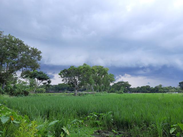 人们最早是从那种动物身上得知咖啡的作用？