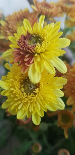 部落冲突8本新流派各打法优缺点分享 部落冲突8本新流派各打法优缺点分享