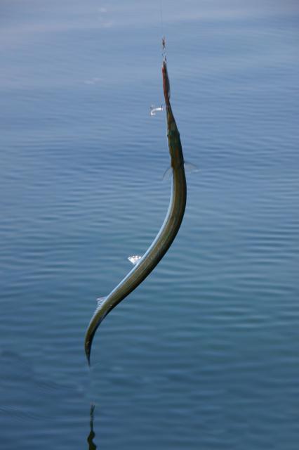 一起来捉妖抓捕妖王有技巧 准确抓捕教学