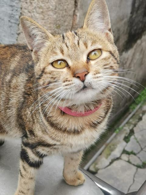 the lost city 失落之城分享