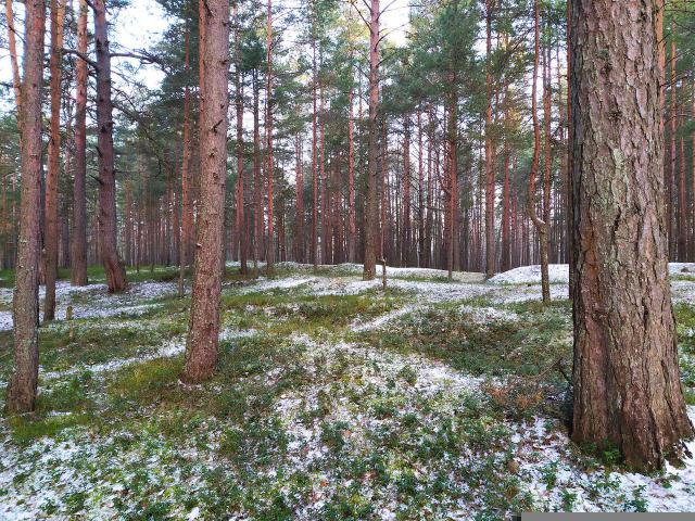我叫MT第一季第6集：出发!银松森林!