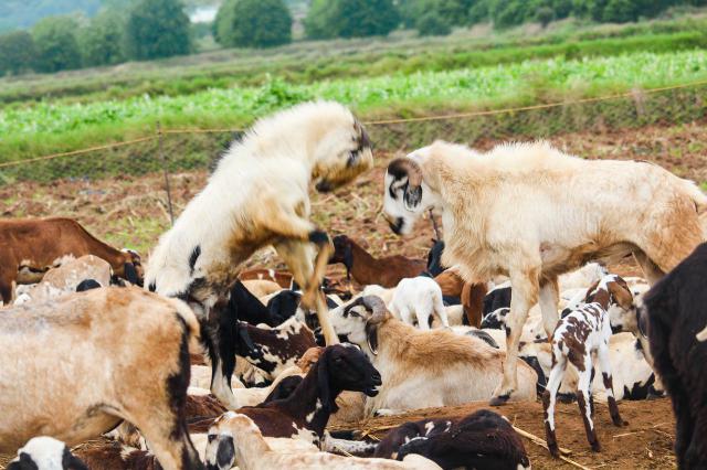 全民小镇发家致富养殖攻略详解