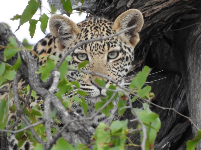 取胜几率非常高 荒野行动老城横推指南