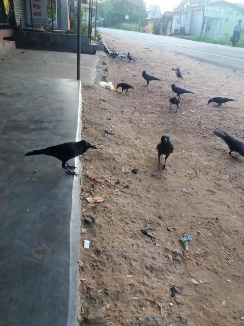 我叫MT英雄丹布鲁斯非乌鸦小队版打法