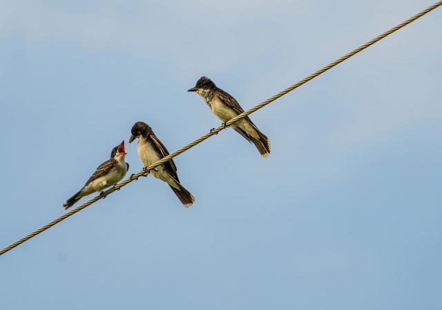 乱斗西游托管五行山必胜阵容搭配攻略