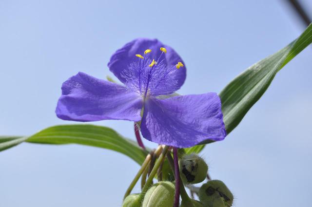 DOTA2yyf痛苦女王 让你感受痛苦女王痛苦之处