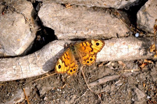 MT英雄传初期发展方法攻略<上>