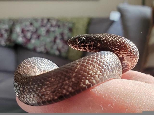 疯狂贪吃蛇团战必胜蛇王不死精彩瞬间