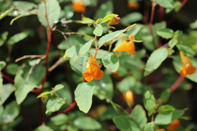 荒野行动开车绝对不可触碰的禁忌盘点