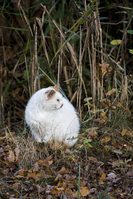 荒野行动吃鸡精彩集锦 暴躁的七杀