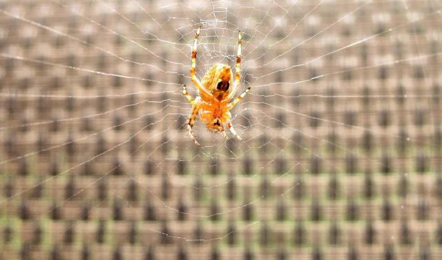 乱斗西游17-5五行山蜘蛛打法攻略