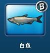 钓鱼发烧友白鱼品种介绍